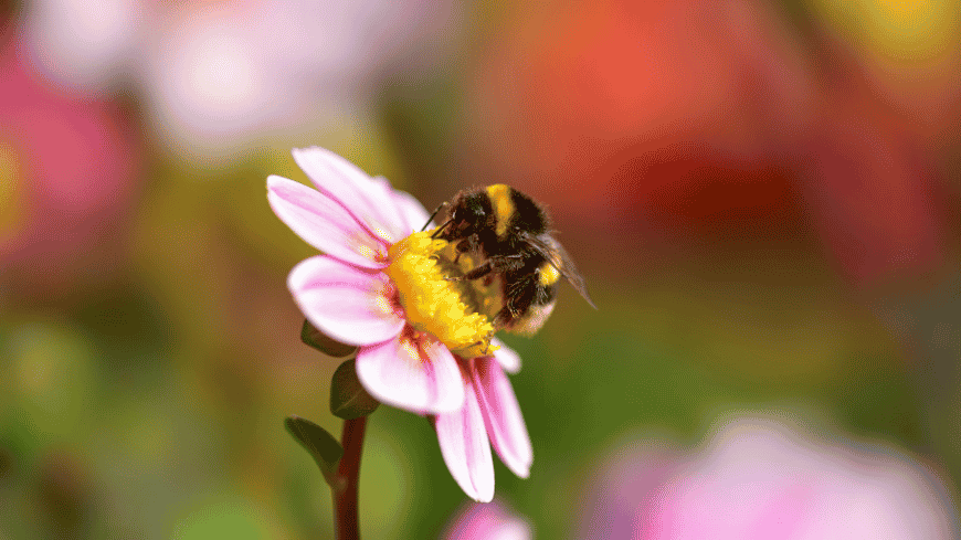 New Council of Europe Congress report: International biodiversity targets will not be met without urgent local and regional action
