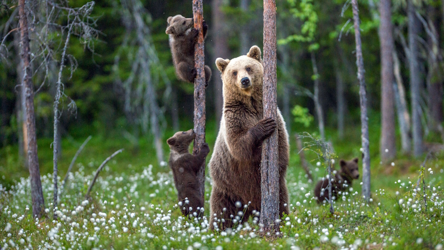 Le Groupe d’experts sur les grands carnivores s'est réuni les 10 et 11 juin 2025 à Strasbourg