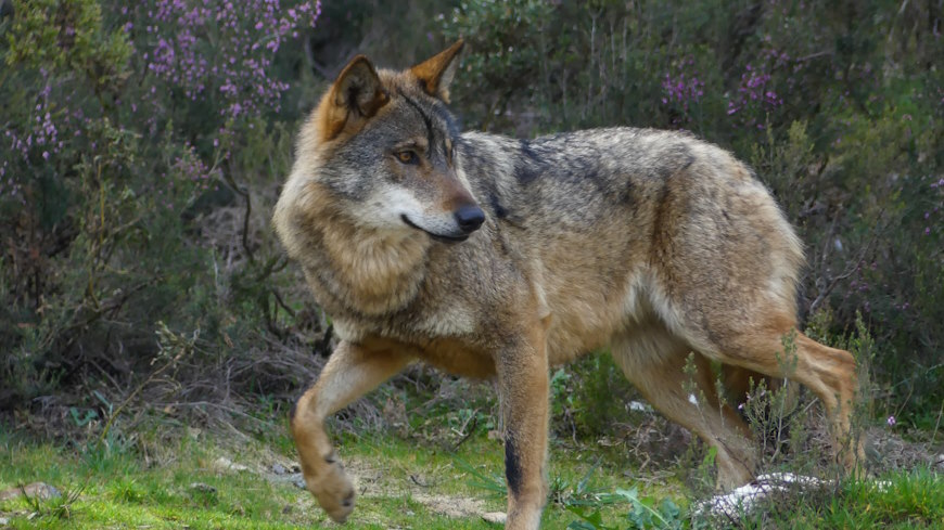 La modification de la protection du loup en vertu de la Convention de Berne entre en vigueur