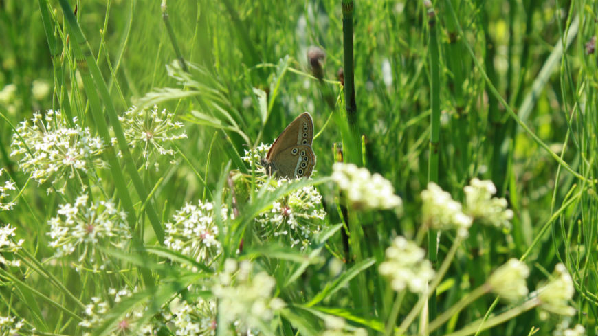 Second Emerald Network Biogeographical Seminar for Belarus, the ...