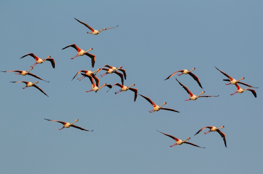 Réunion conjointe du MIKT de la CMS et de la Convention de Berne sur l’éradication de l’abattage illégal d’oiseaux sauvages (IKB), organisée consécutivement à la réunion du Groupe d’experts de la Convention de Berne sur la conservation des oiseaux sauvages