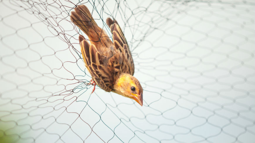 Réunion conjointe sur l'éradication de la mise à mort, du piégeage et du commerce illégaux d'oiseaux sauvages