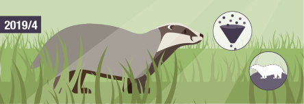 Badger Culling Policy in England
