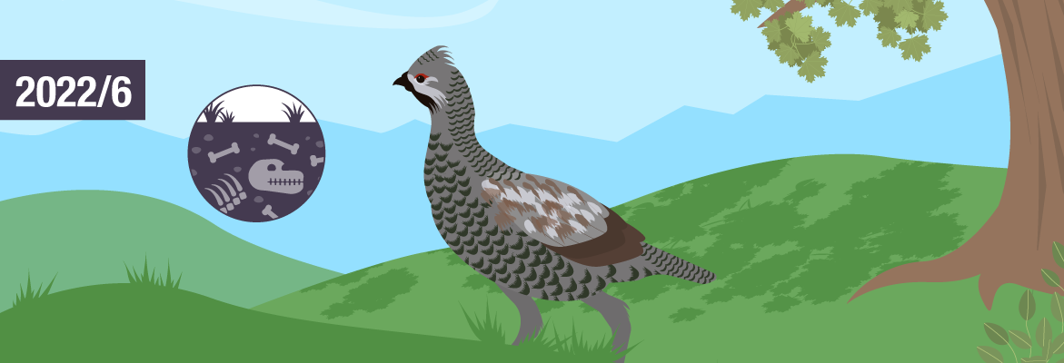 Conservation of the Western hazel grouse (Tetrastes bonasia rhenana)