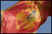 Montenegro