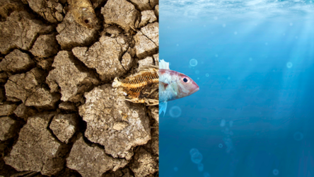 Une commission de l'APCE s'attaque à la crise climatique avec des stratégies pour des mers et des océans sains