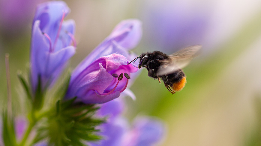 Biodiversidad: el Convenio de Berna adopta un plan estratégico para alcanzar los objetivos de conservación de la naturaleza en 2030