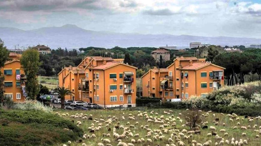 A flock of sheep on a transhumance trail on the outskirts of Rome | ©Enza Valenti