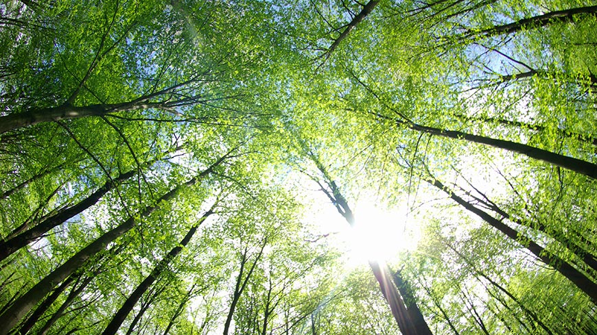 Beyond COVID-19, human rights can help save the planet