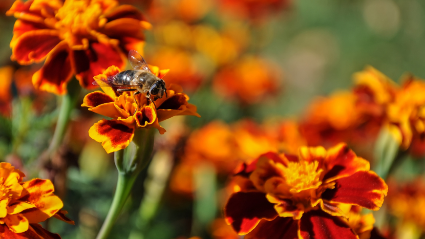 Forum Lab - The Nature of Biodiversity: Involving Local Stakeholders for Global Change