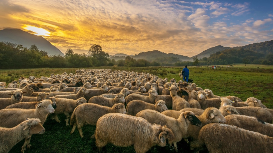 International Festival of Transhumance across three countries
