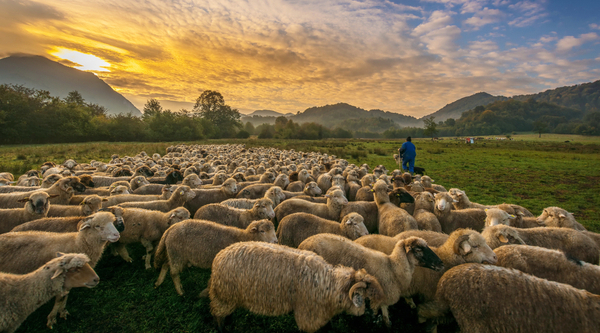 Drailles de transhumance : festival international dans trois pays 