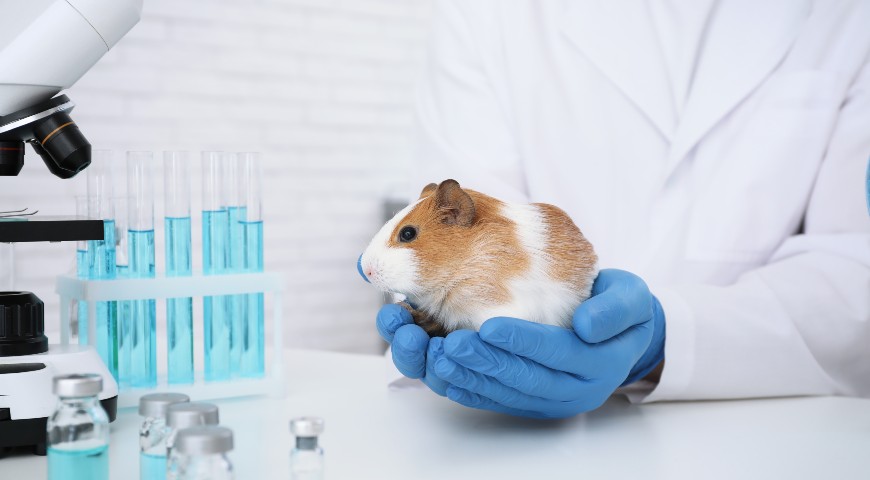 Protection of animals for experimental and other scientific purposes