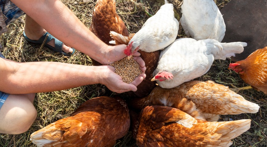 Animals kept for farming purposes
