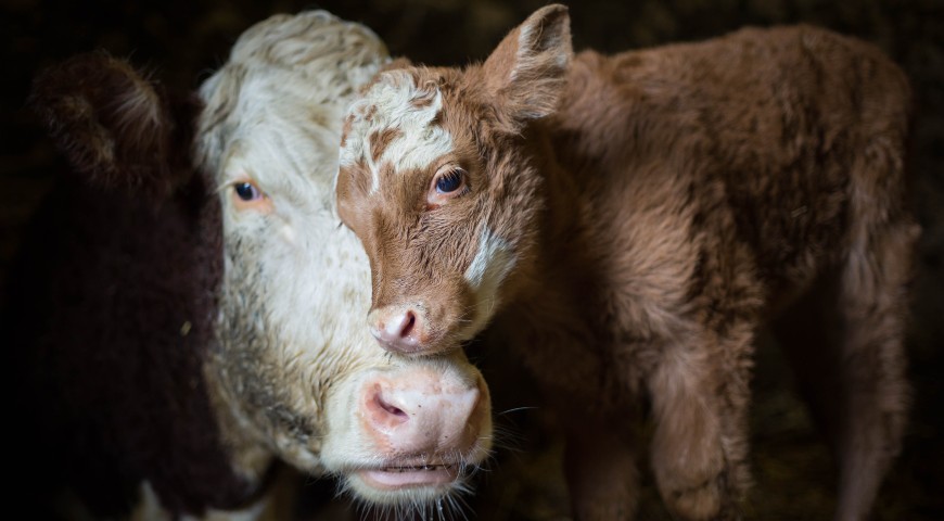 Protection of animals for slaughter