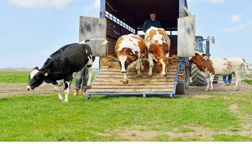 Protection of animals during international transport