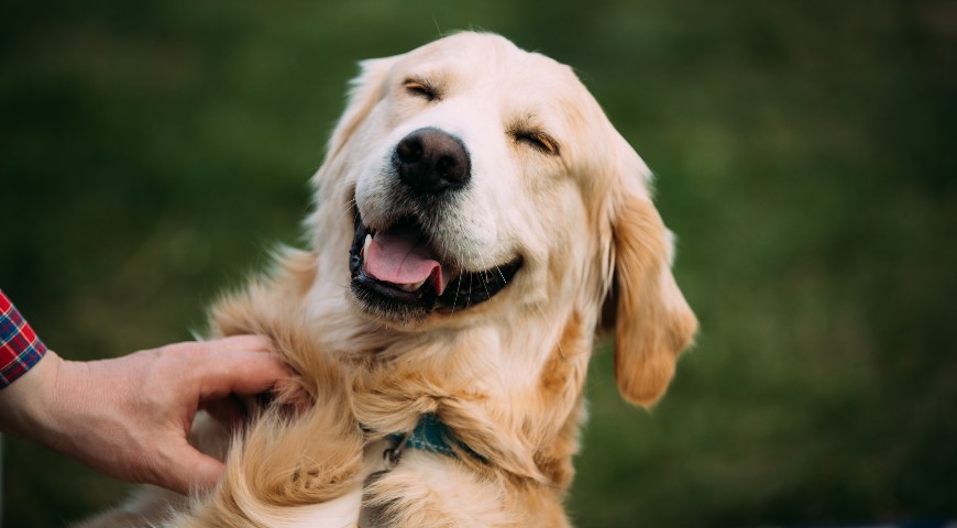 Protection of pet animals