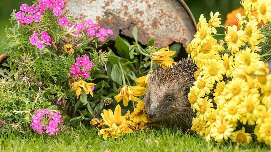 Rendez-Vous in Gardens 2019: "Animals in the garden"