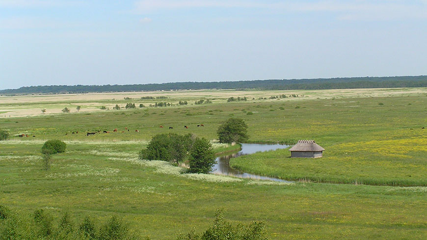 Paysage estonien: prairie alluviale dans le parc national de Matsalu, par Merike Linnamägi